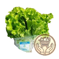 lechuga crespa la aldea hidropónica 1uni
