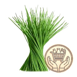 ciboulette 1kgs